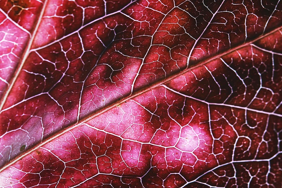 tekstur daun, bidikan makro, daun, tekstur, abstrak, alam, latar belakang, tanaman, close-up, musim gugur