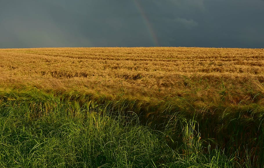 yellow, green, grassland, cornfield, dusk, field, nature, summer, staple food, grain