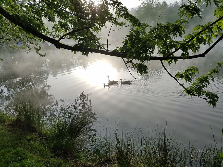 family, geese, sunrise, plant, water, tree, reflection, nature, lake, growth