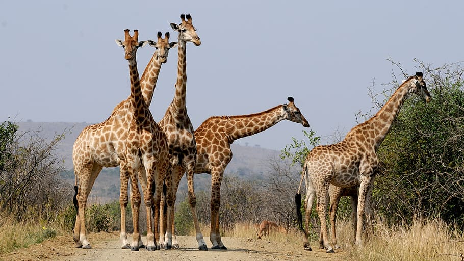 five, giraffes, standing, green, leaves, plant, daytime, south africa,  hluhluwe, wild animals | Pxfuel