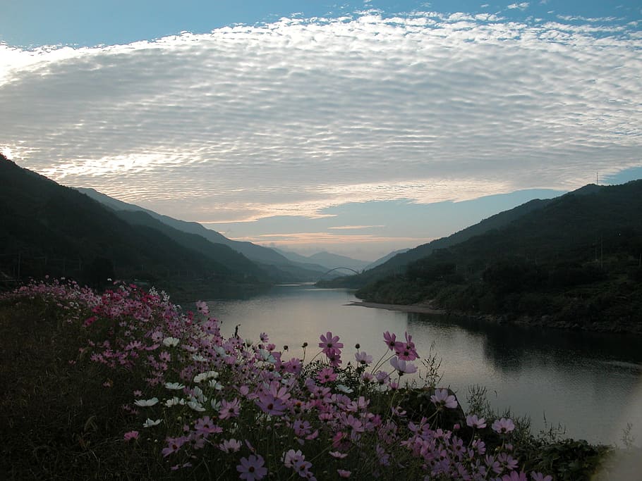 seomjin, cosmos, otoño, montaña, belleza en la naturaleza, agua, pintorescos - naturaleza, escena tranquila, tranquilidad, cielo