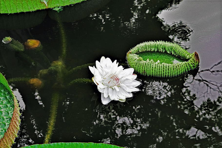 lily air, besar, daun, victoria, kolam, air, alam, seerosenblätter besar, bunga, tanaman air