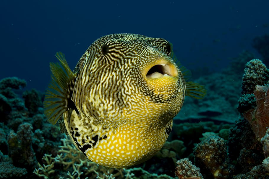 black, yellow, fish opening, mouth, fish, puffer, puffer fish, underwater, sea, ocean