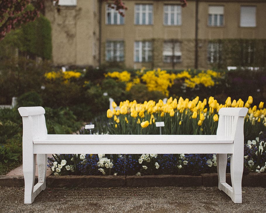 banco de madera blanco, amarillo, tulipanes, jardín, al aire libre, naturaleza, plantas, blanco, banco, Flor