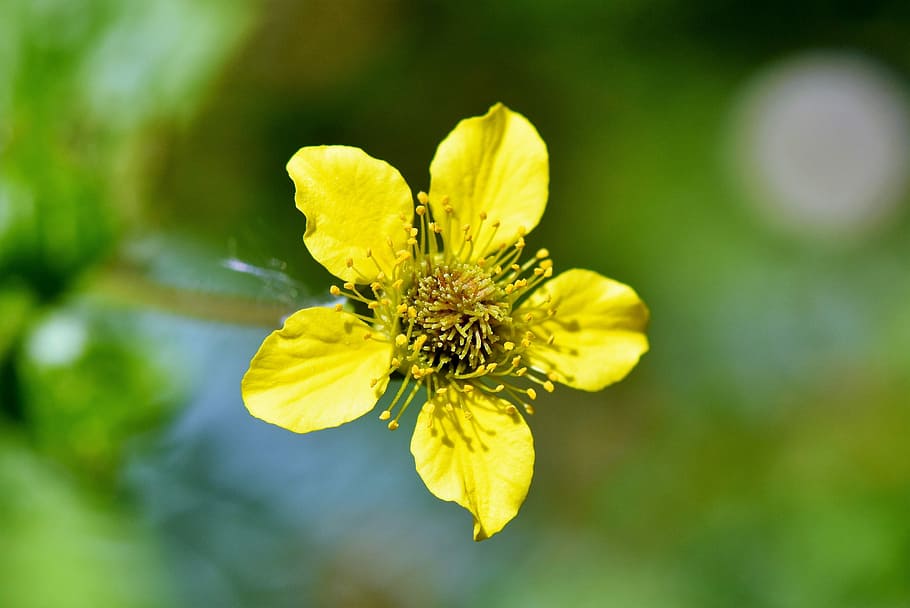 yellow, 5-petaled, 5- petaled flower, selective, focus photography, benedict herb, avens, pointed flower, blossom, bloom