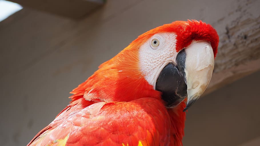 Parrot, Bird, Animal, Tropical, Feather, red, wild, zoo, colorful, beak