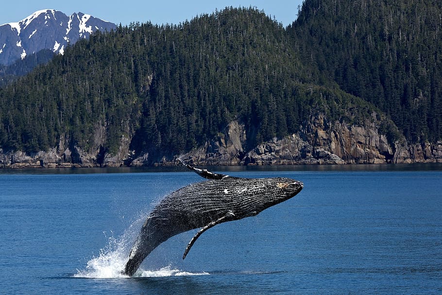 ballena saltando, ballena jorobada, saltando, rompiendo, océano, mamífero, marina, aerosol, cetáceo, parque nacional de los fiordos de kenai