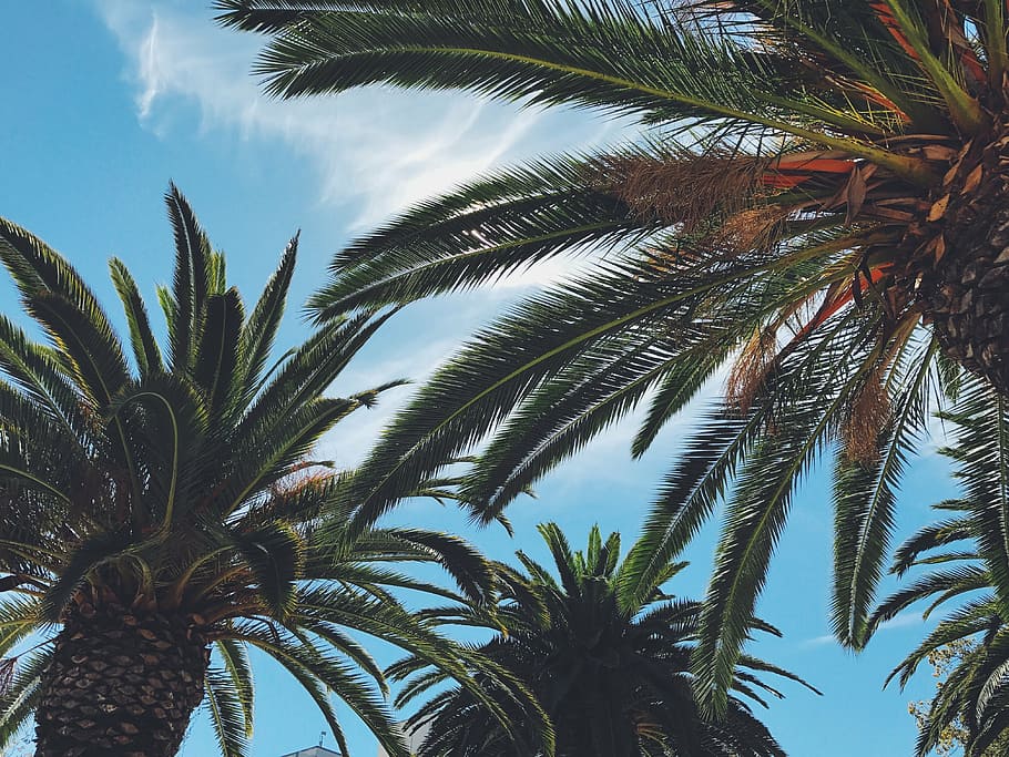 baixo, fotografia de ângulo, plantas de palma, azul, brilhante, feliz, folhas, palmeira, palmeiras, céu