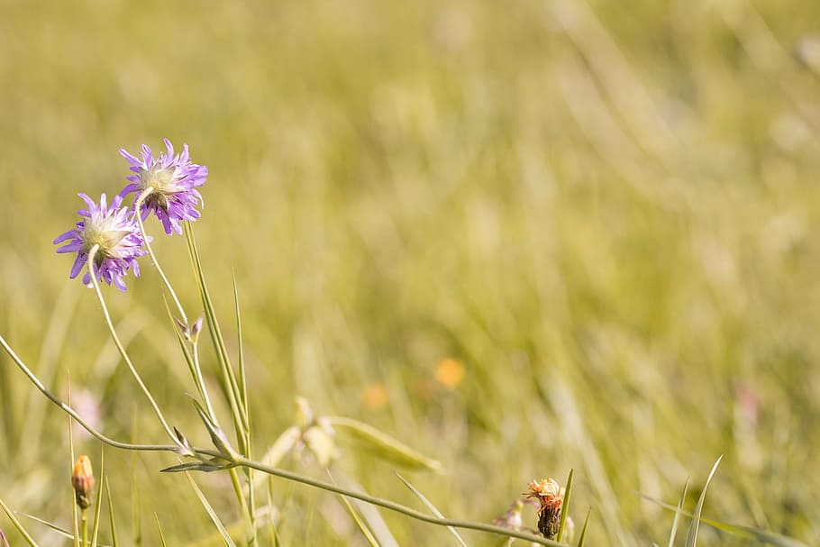 meadow, wildflowers, deaf-skabiose, pigeon scabious, scabiosa columbaria, nature, summer, close, text dom, copy space