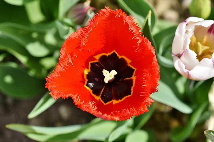 merah, hitam, berpohon, tulip, schnittblume, bunga musim semi, stempel, benang sari, kelopak, mekar