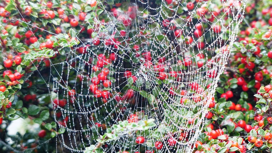 spider web, insect, spider, web, nature, outdoor, wet, plant, beauty in nature, fragility