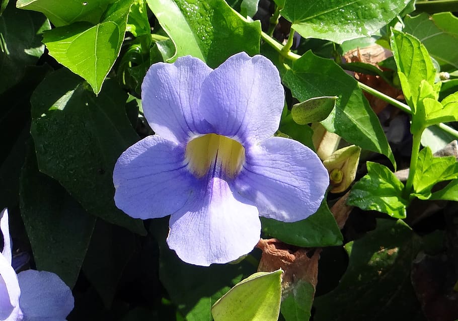 Thunbergia grandiflora, vid de reloj de bengala, vid de trompeta de bengala, flor de cielo azul, vid de cielo azul, vid de trompeta azul, neel lata, acanthaceae, flor, azul