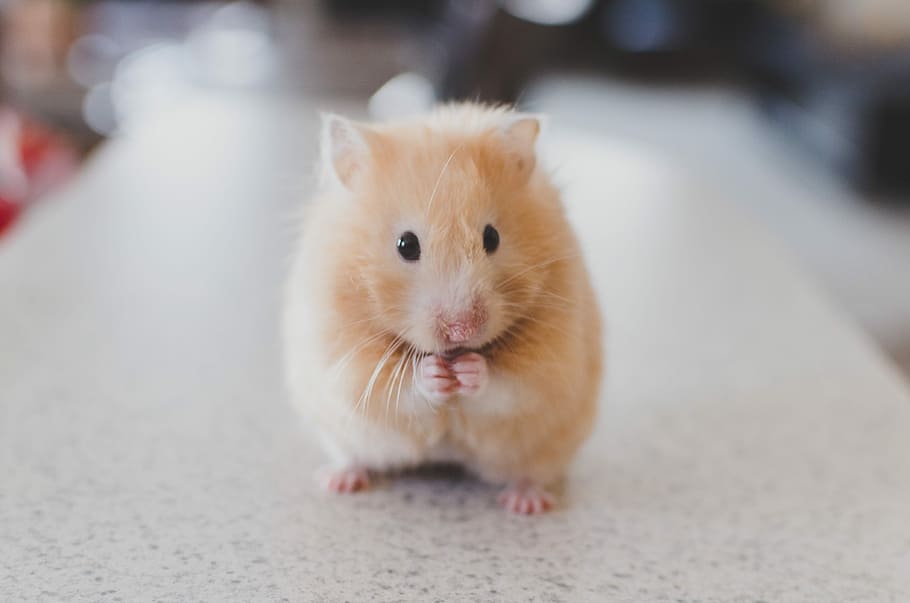 selective, focus photo, beige, rodent, standing, gray, tiles, top, selective focus, animal