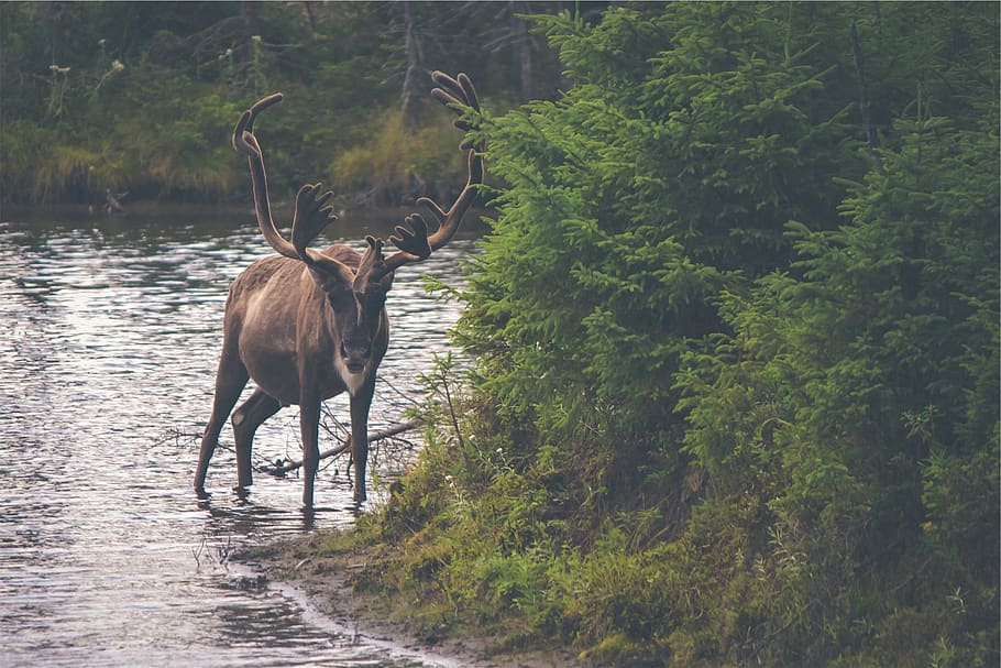 moose, antlers, animal, river, water, trees, leaves, nature, animal themes, mammal
