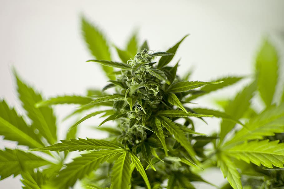 depth, field photography, cannabis sativa plant, marijuana, cannabis, hash, leaf, flora, pot, legalization