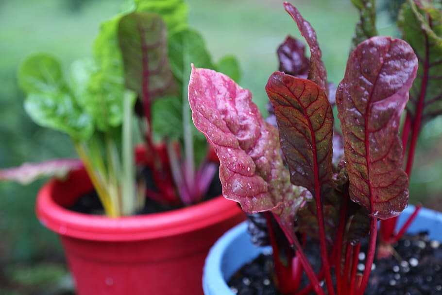 Chard, Lettuce, green, red, flower, focus on foreground, close-up, plant, growth, beauty in nature