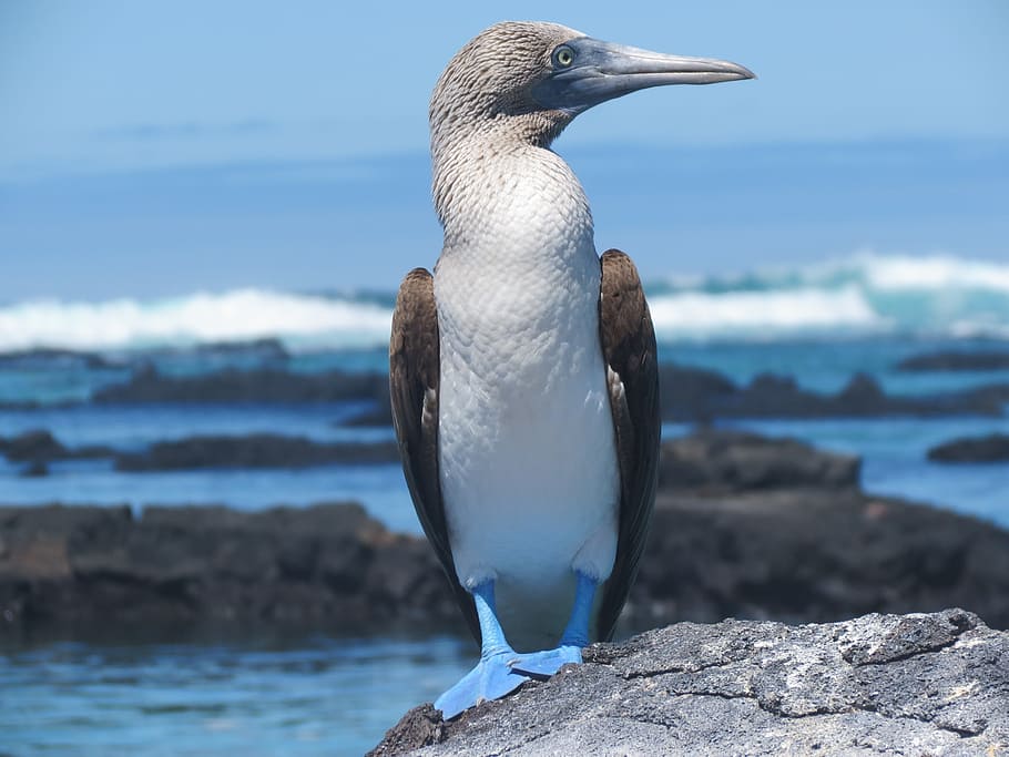 blue-footed bobby bird perching, gray, rock, body, water, booby, blue footed, bird, wildlife, wild