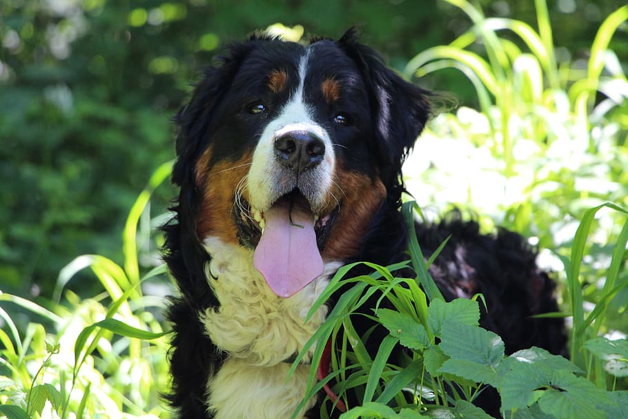 dog, bernese mountain dog, big dog, nature, animal, family, green, wood, forest, pet