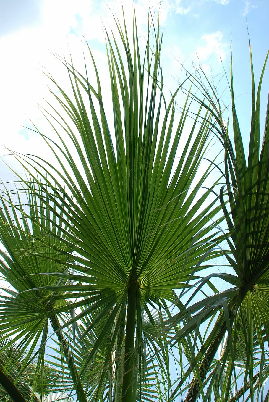 palm, leaves, sky, green, palm leaf, fan palm, mediterranean, biodata, growth, plant