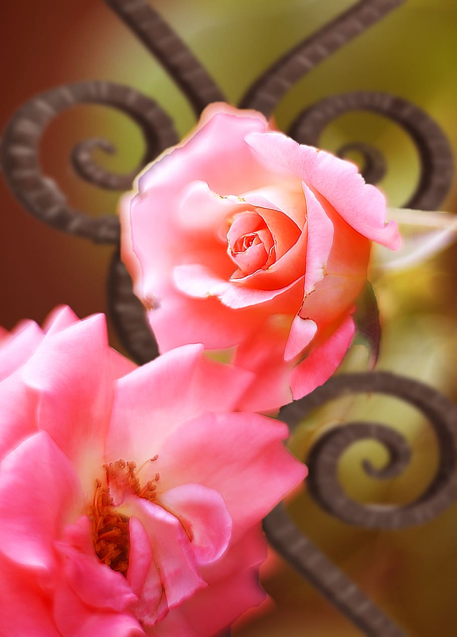 Mawar, besi tempa, dua bunga berwarna merah muda, bungdi luar ruangan, pot bunga