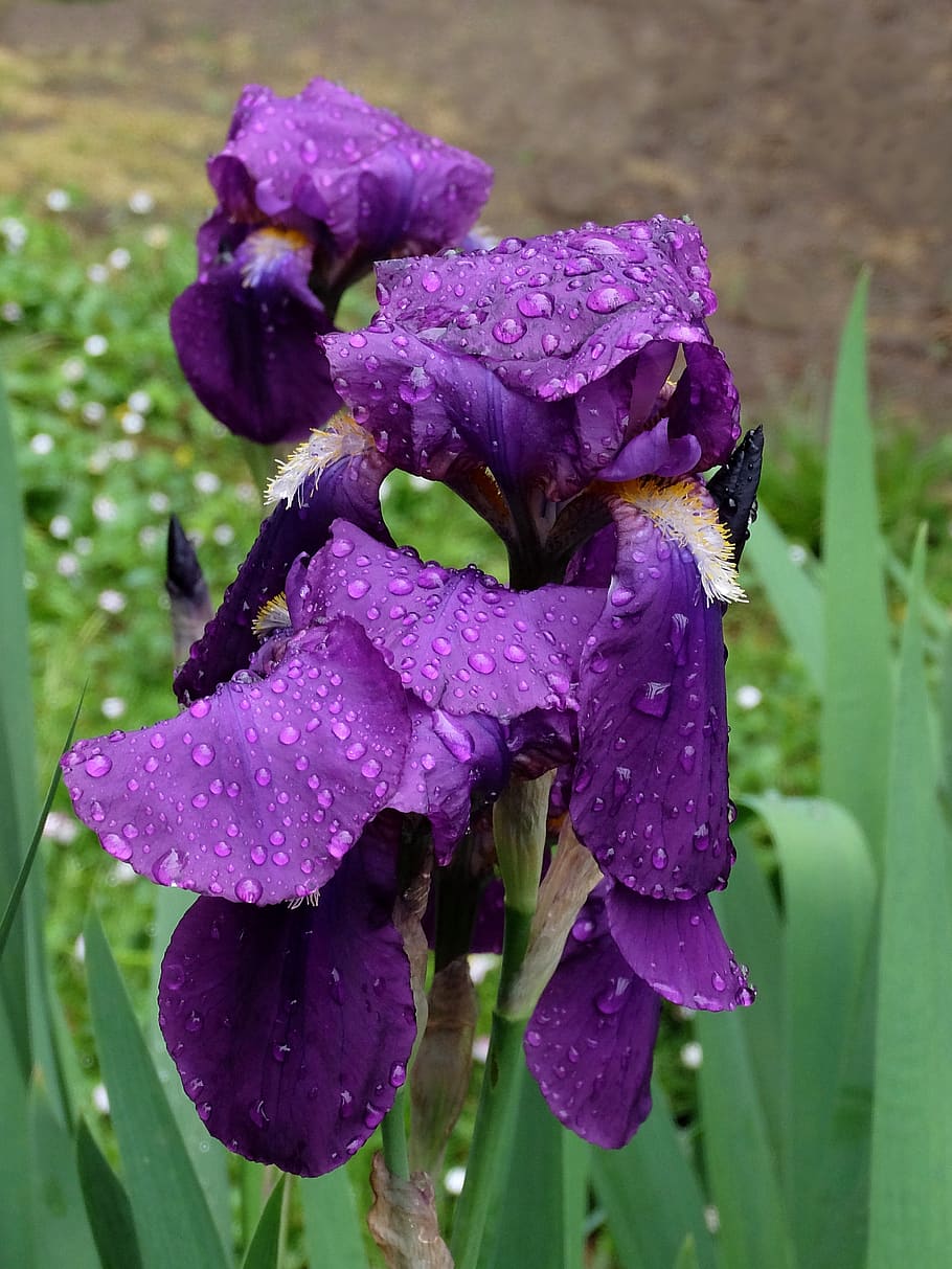 iris, violet, bunga, taman, tanaman berbunga, penurunan, menanam, keindahan di alam, basah, ungu