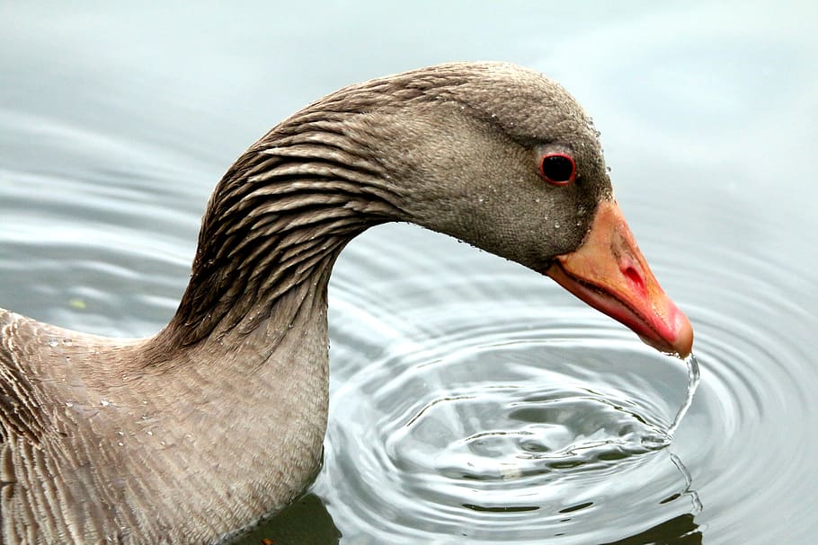 greylag goose, bird, drinking, water, animal themes, one animal, animals in the wild, animal wildlife, animal, vertebrate