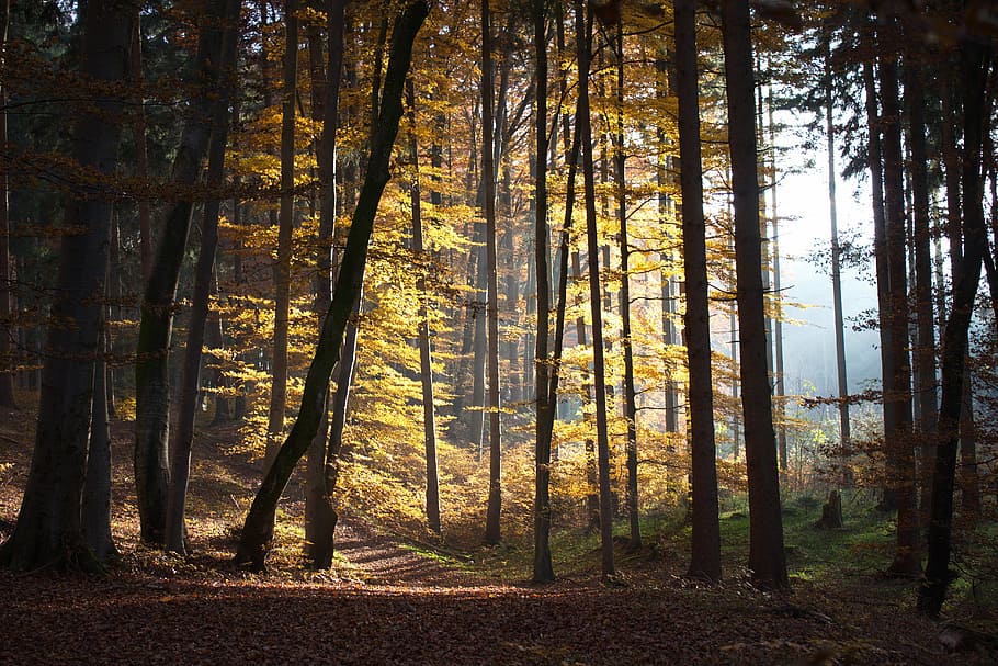 woods during daytime, autumn, forest, walk, leaves, mood, trees, colorful, tree, land