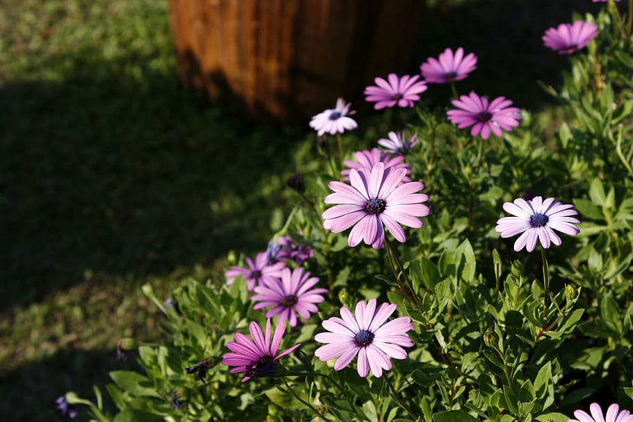 blue eyed daisy, pink, purple, flowers and plants, compositae, wildland, natural scenery, to the sun, nature, flower