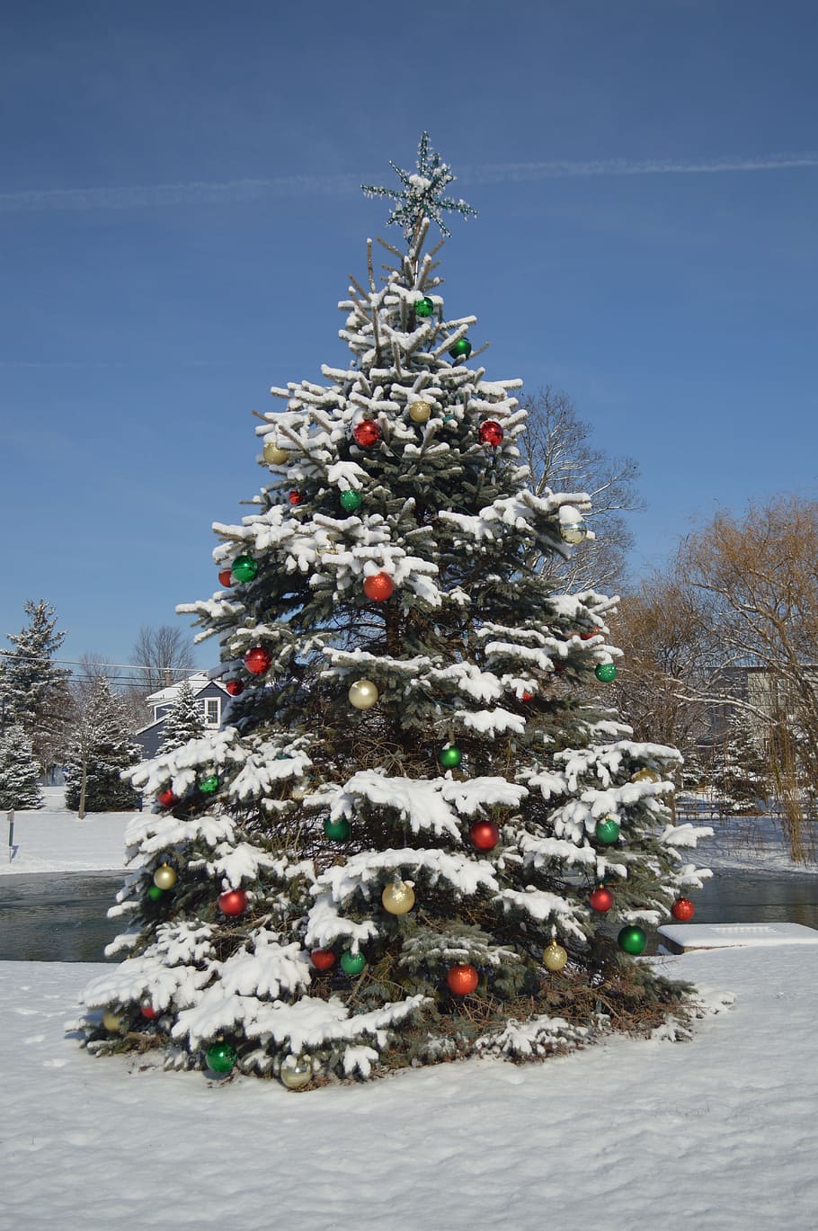 blanco, nieve, durante el día, árbol de Navidad, Navidad, fiesta, decoración, fondo del árbol de Navidad, celebracion, invierno