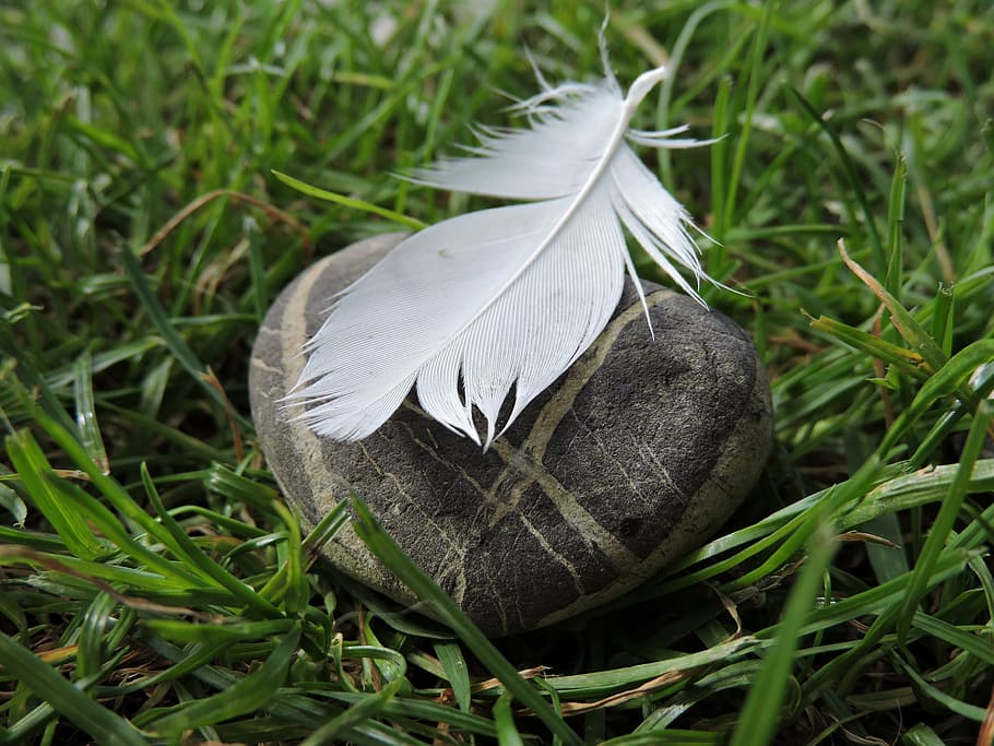 stone, feather, opposites, close, grass, plant, green color, nature, close-up, day