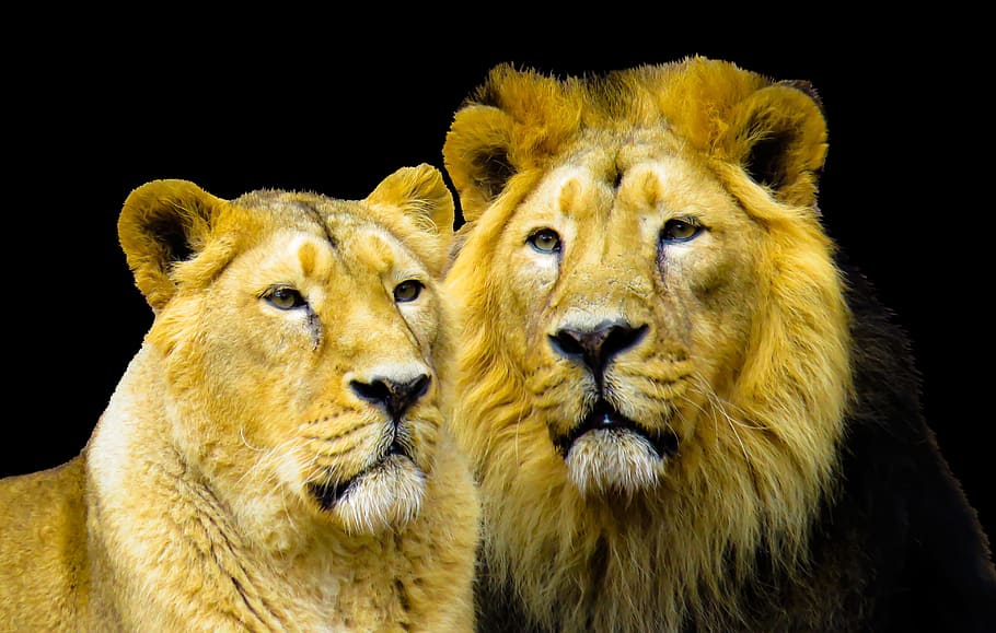 brown, lion, lioness photo, cohesion, partner, mane, cat, predator, big cat, pair
