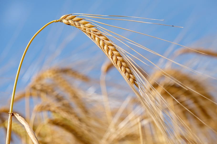 gandum, sereal, telinga, biji-bijian, ladang jagung, ladang gandum, pertanian, ekonomi pertanian, tanaman sereal, tanaman