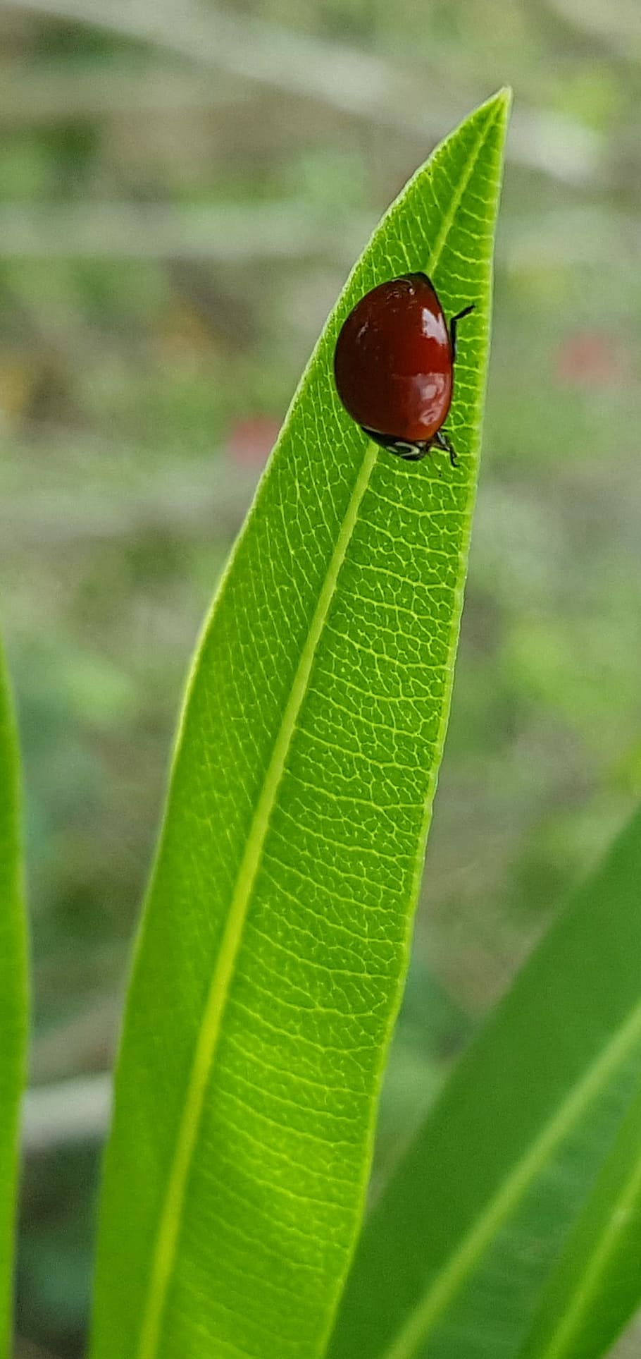 Pulido, Lady Beetle, Lady Beadle pulido, mariquita, insecto, escarabajo, insecto volador, hoja de adelfa, hoja, rojo