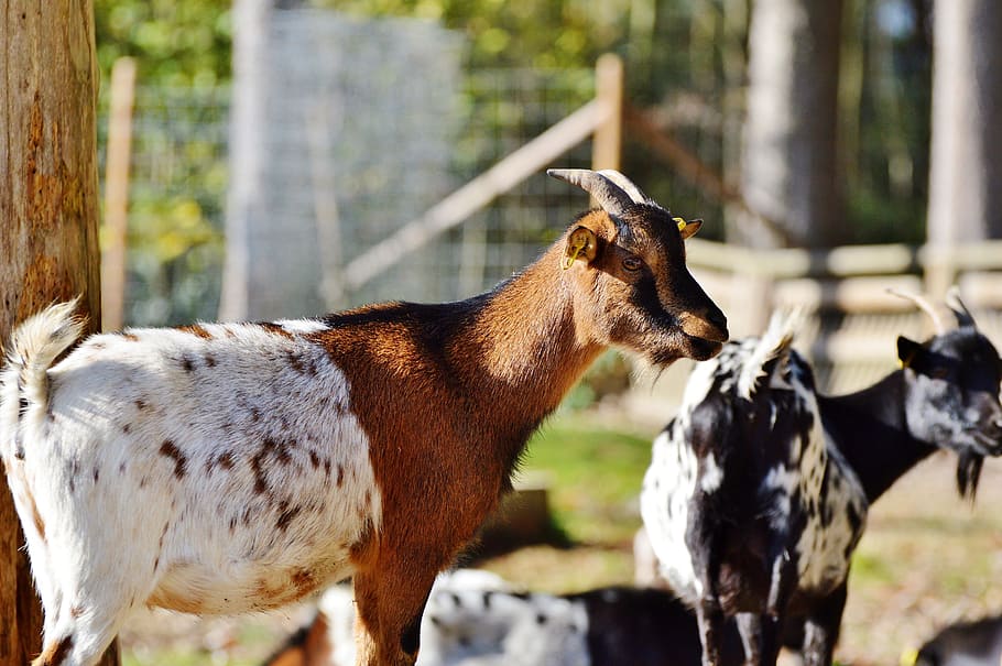 selective, focus photography, white, brown, goat, livestock, billy goat, domestic goat, horns, goatee
