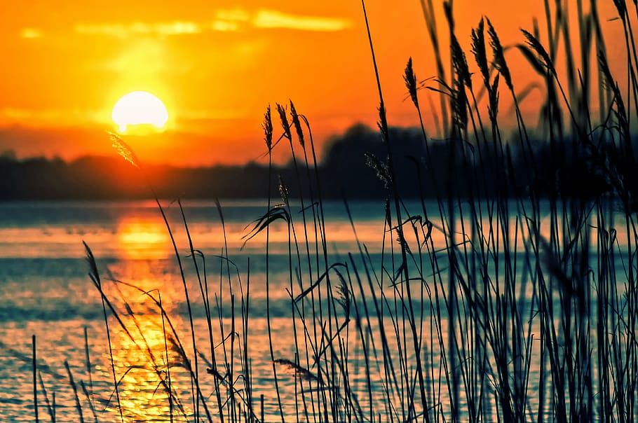 photography, grass, body, water, golden, hour, lake, reeds, sunset, landscape