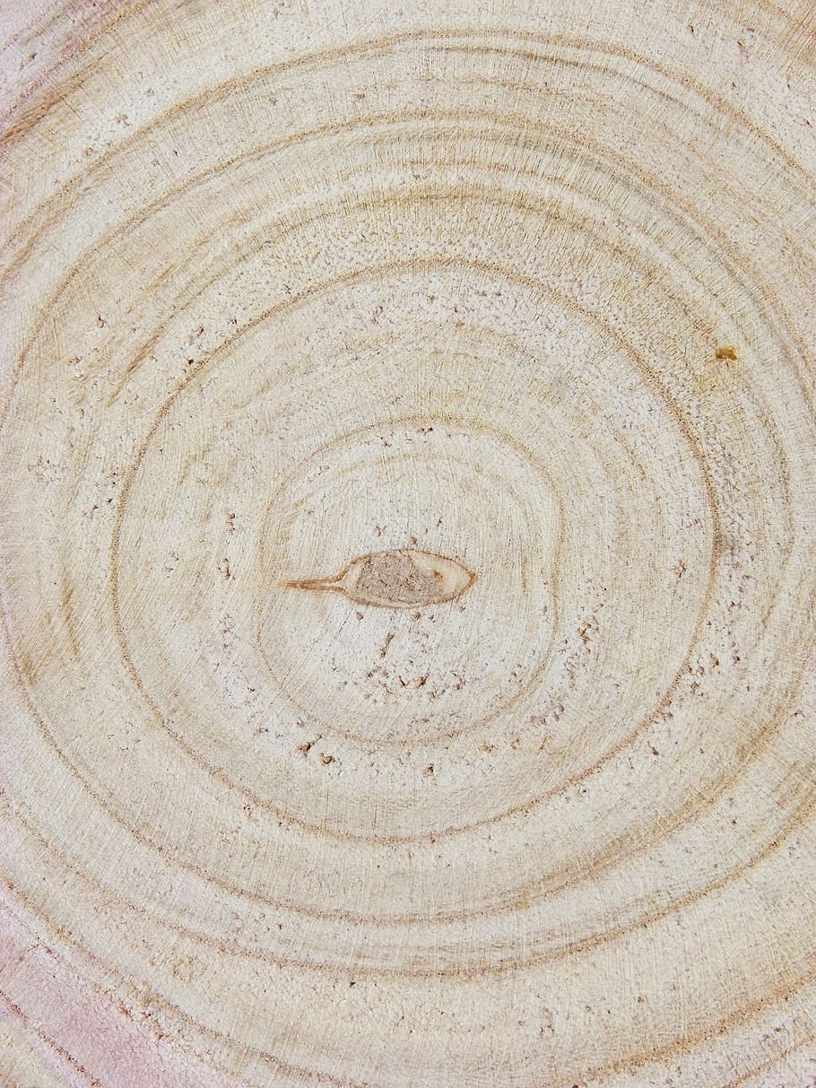 age, concentric circles, trunk, circles, plant geometry, cross-section, beech, wood, circle, geometric shape