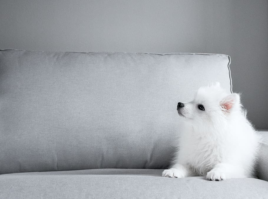 japanese, tip, spitz, dog, puppy, white, fur, long-haired, grey, sofa