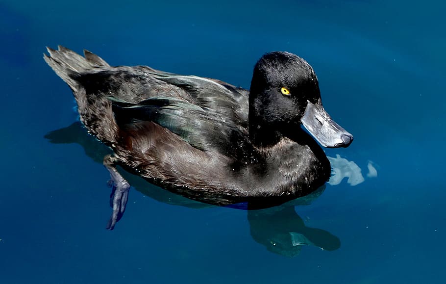 New Zealand scaup, body of water, duck, soaked, animals in the wild, animal wildlife, animal, water, animal themes, swimming