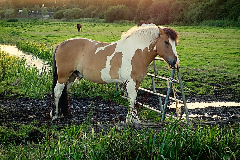 Horse, Animal, Mammal, Equine, Piebald, fence, meadow, domestic animals, grass, livestock