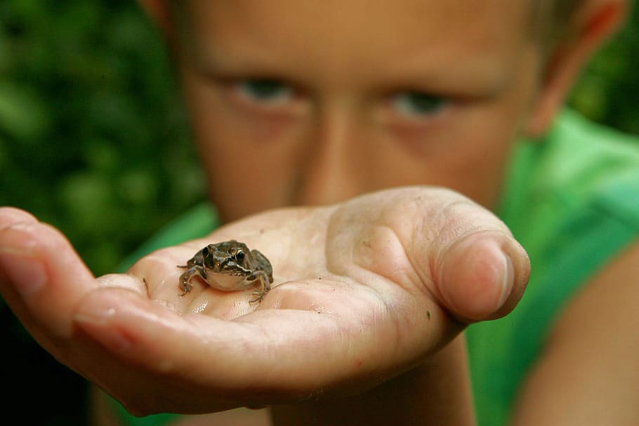 개구리, 소년, 어린이, 손, 야생 동물, 자연, 양서류, 녹색, 보유, 한 사람