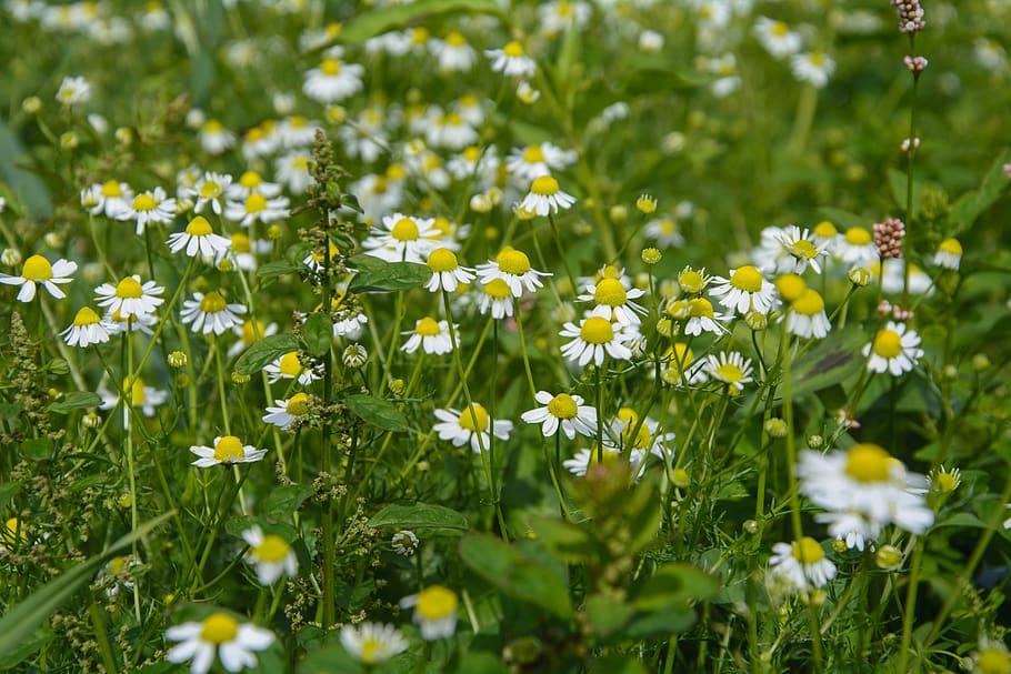 chamomile, flower, blossom, bloom, nature, plant, medicinal herb, wild herbs, composites, camomile field