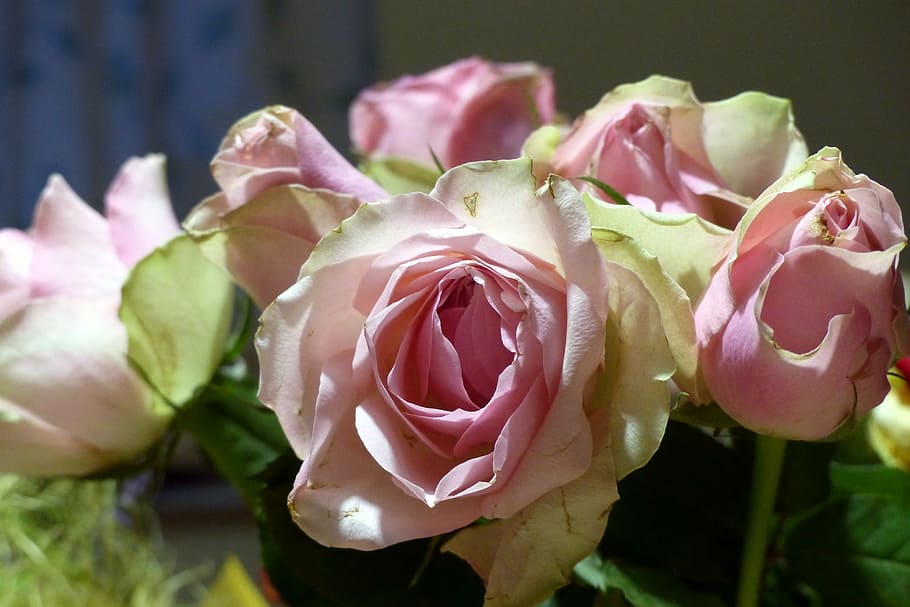 bouquet, roses, dusky pink, color, romantic, pink, romance, blossom, bloom, rose bloom