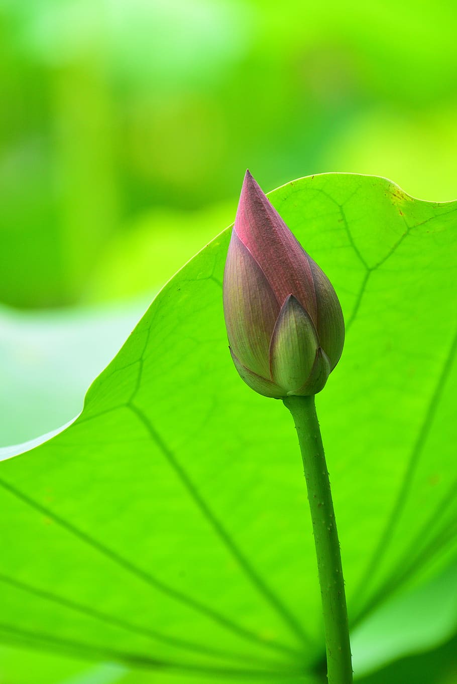 plant, flower, lotus, aquatic plants, plant part, leaf, close-up, green color, beauty in nature, focus on foreground