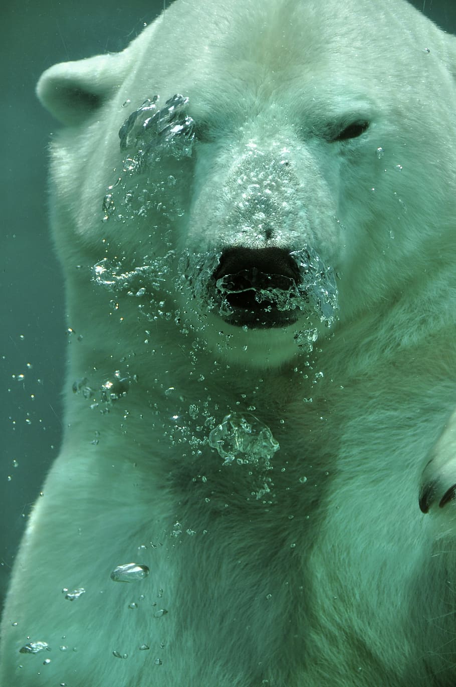 polar, oso, bajo el agua, burbujas, oso polar, ártico, animal, sumergido, agua, verde azulado