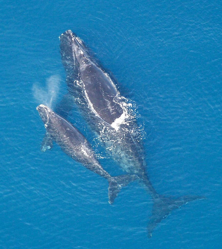 north, atlantic right whale, --, North Atlantic right Whale, Calf, Eubalaena glacialis, mammal, public domain, whale, sea