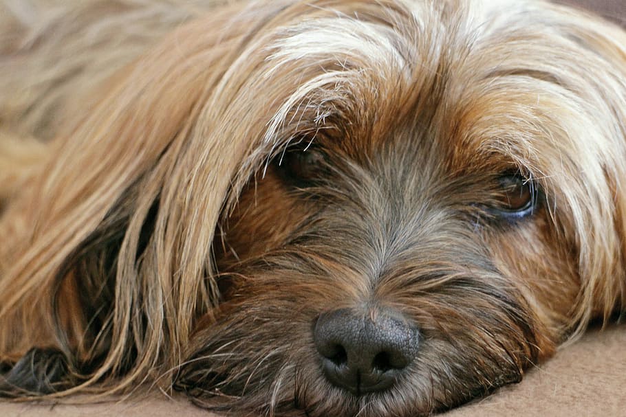 perro marrón de pelo largo, Animal, Perro, Terrier tibetano, tibet, terrier, retrato, cabeza, marrón, lindo