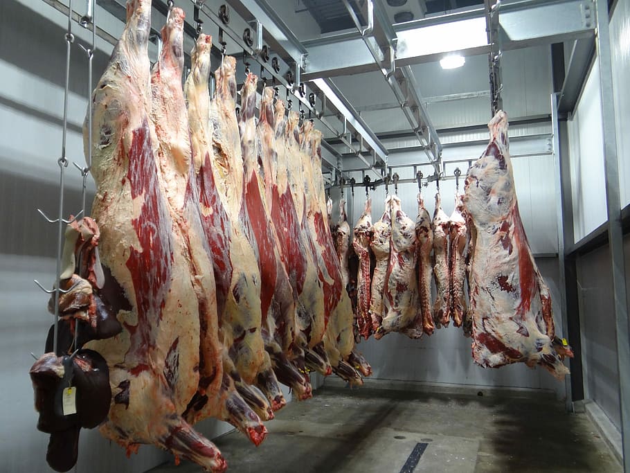 hanged, raw, animal meats indoors, Beef, Cow, Slaughterhouse, beef, cow, slaughter house, processing, facility