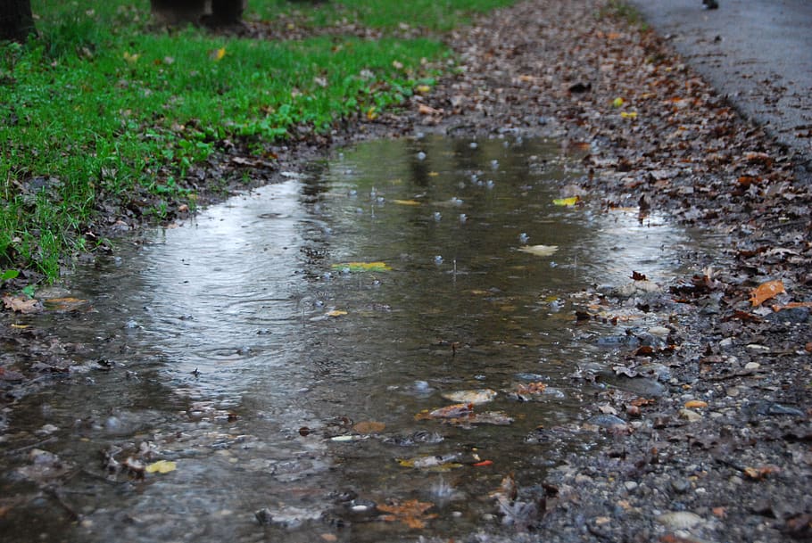 puddle, rain, splash, water, nature, wet, plant, reflection, dirt, day
