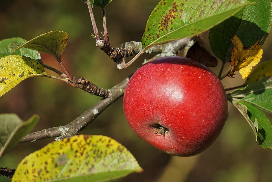 manzana, rojo, árbol, hojas, fruta, delicioso, verde, frisch, vitaminas, naturaleza