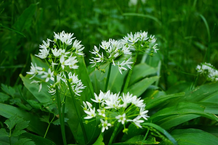flores de pétalas brancas, alho de urso, flor, plantar, branco, allium ursinum, allium, planta da floresta, primavera, espinafre alho